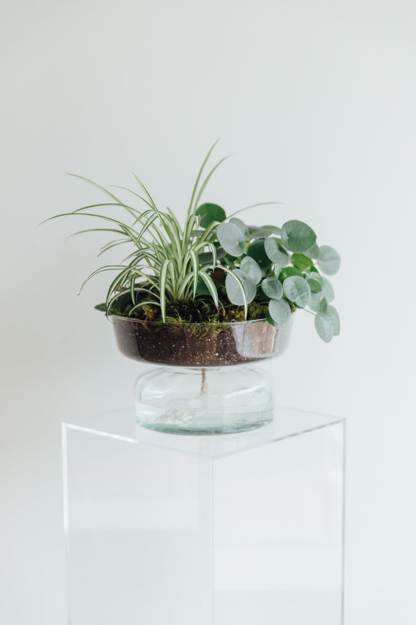 LSA Canopy Self Watering Planter