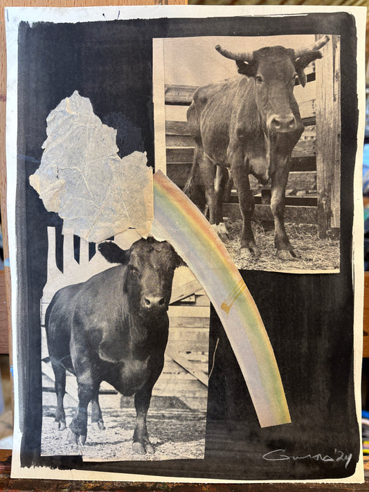 Rainbow Limousin