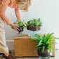 LSA Canopy Self Watering Planter