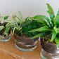 LSA Canopy Self Watering Planter