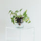 LSA Canopy Self Watering Planter
