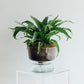 LSA Canopy Self Watering Planter